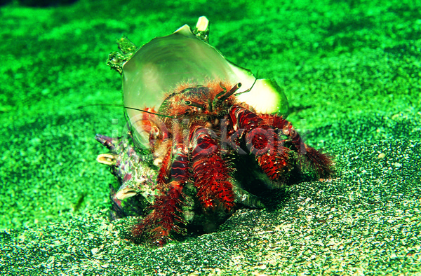 사람없음 JPG 근접촬영 포토 갑각류 게 동물 모래 바다 바다동물 바닥 바닷속 생태계 소라 소라게 수중 수중동물 수중사진 야외 자연 주간 한마리 해저