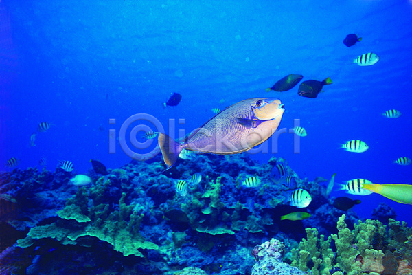 사람없음 JPG 포토 나폴레옹피쉬 동물 바다 바다동물 바닷속 생태계 수중 수중동물 수중사진 야외 어류 여러마리 열대어 자연 주간 컬러 파란색 풍경(경치) 해저