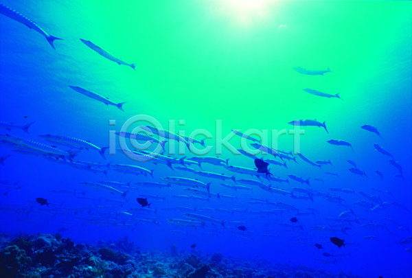 사람없음 JPG 로우앵글 포토 다수 동물 바다 바다동물 바닷속 바라쿠다 생태계 수중 수중동물 수중사진 야외 어류 여러마리 자연 주간 컬러 파란색 풍경(경치) 해저