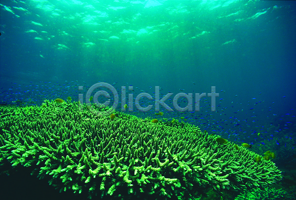 사람없음 JPG 포토 다수 동물 바다 바다동물 바닷속 산호 산호초 생태계 수중 수중동물 수중사진 야외 어류 여러마리 자연 자포동물 주간 테이블산호 풍경(경치) 해저