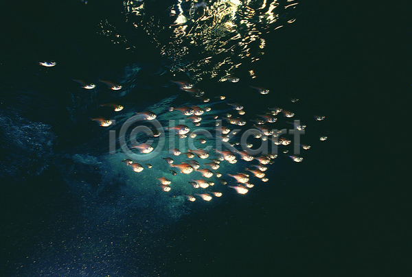 사람없음 JPG 포토 다수 동물 바다 바다동물 바닷속 생태계 수중 수중동물 수중사진 야외 어둠 어류 여러마리 자연 주걱턱고기 풍경(경치) 해저
