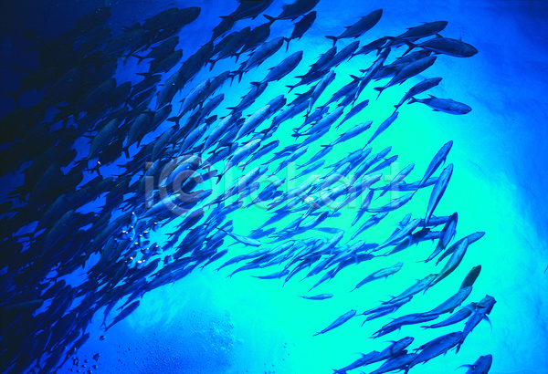 사람없음 JPG 포토 다수 동물 바다 바다동물 바닷속 생태계 수중 수중동물 수중사진 야외 어류 여러마리 자연 주간 컬러 파란색 풍경(경치) 해저