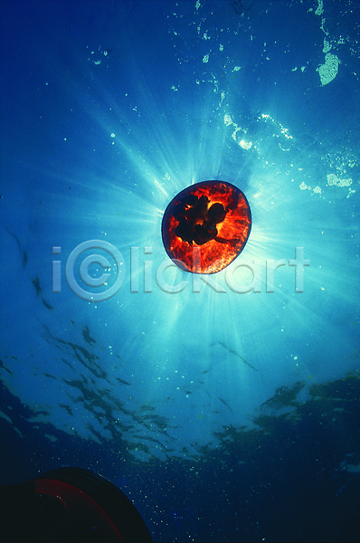 사람없음 JPG 로우앵글 포토 동물 바다 바다동물 바닷속 빛 생물 생태계 수중 수중동물 수중사진 야외 자연 자포동물 주간 풍경(경치) 한마리 해저 해파리 햇빛