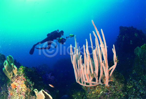 한명 JPG 포토 돌(바위) 동물 바다 바다동물 바닷속 바위(돌) 산호 산호초 생태계 수영 수중 수중동물 수중사진 스쿠버다이버 스쿠버다이빙 자연 자포동물 잠수 잠수부 풍경(경치) 해저 회초리산호