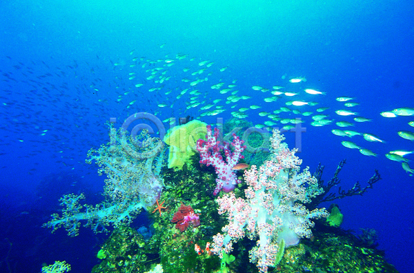 사람없음 JPG 포토 다수 동물 바다 바다동물 바닷속 산호 산호초 생태계 수중 수중동물 수중사진 야외 어류 여러마리 자연 주간 풍경(경치) 해저