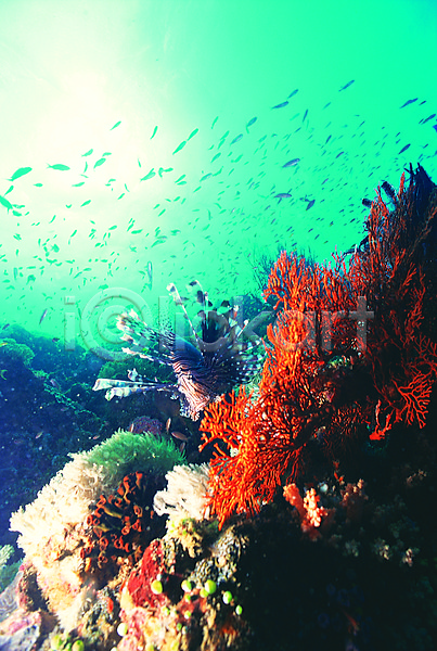 사람없음 JPG 포토 다수 바다 바다동물 바닷속 산호 산호초 생태계 수중 수중동물 수중사진 야생동물 야외 어류 여러마리 자연 주간 풍경(경치) 해저