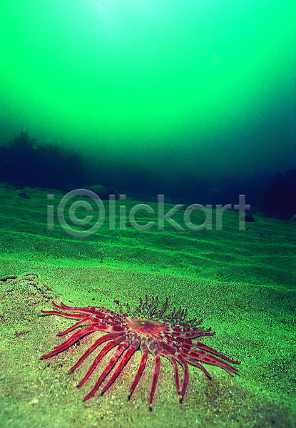 사람없음 JPG 포토 극피동물 동물 모래 바다 바다동물 바닥 바닷속 불가사리 생태계 수중 수중사진 야외 자연 주간 청록색 컬러 풍경(경치) 한마리 해바라기불가사리 해저