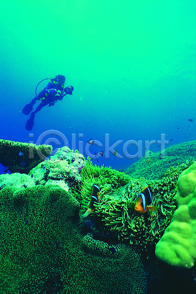한명 JPG 포토 동물 두동가리돔 바다 바닷속 산호 산호초 생태계 수영 수중 수중동물 수중사진 스쿠버다이버 스쿠버다이빙 어류 여러마리 열대어 자연 잠수 잠수부 풍경(경치) 해저