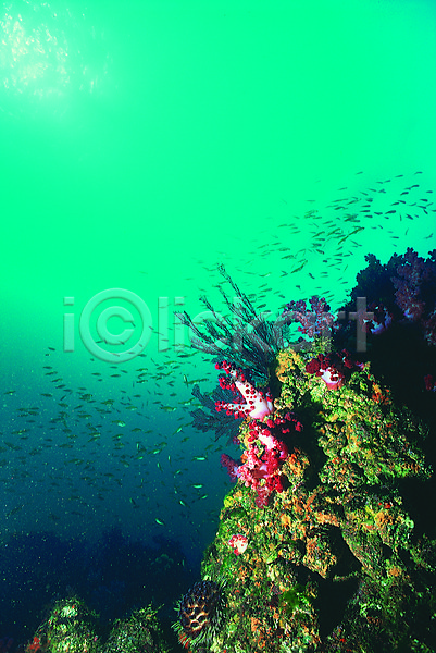 사람없음 JPG 포토 다수 바다 바다동물 바닷속 산호 산호초 생태계 성게 수중 수중동물 수중사진 야외 어류 여러마리 연산호 자연 주간 청록색 컬러 풍경(경치) 해저