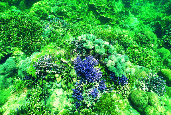 사람없음 JPG 포토 바다 바다동물 바닷속 배경화면 백그라운드 산호 산호초 생태계 수중 수중동물 수중사진 야외 자연 주간 초록색 컬러 풍경(경치) 해저