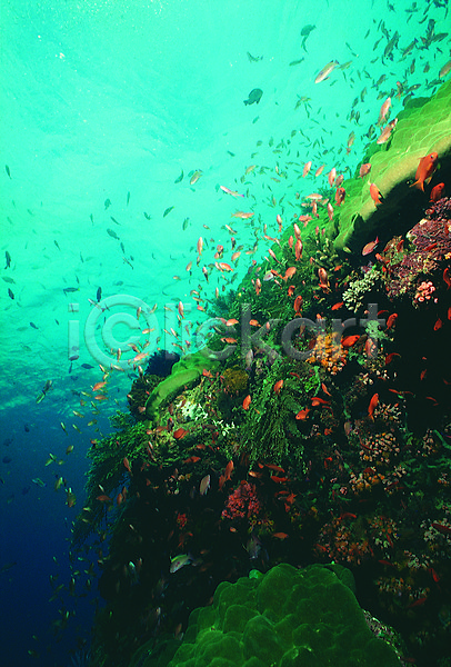 사람없음 JPG 포토 다수 돌(바위) 동물 바다 바다동물 바닷속 바위(돌) 산호 생태계 수중 수중동물 수중사진 야외 어류 여러마리 요정물고기 자연 주간 풍경(경치) 해저