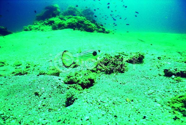 사람없음 JPG 포토 동물 바다 바다동물 바닷속 복어 생태계 수중 수중동물 수중사진 야외 어류 자연 주간 청록색 컬러 풍경(경치) 해저