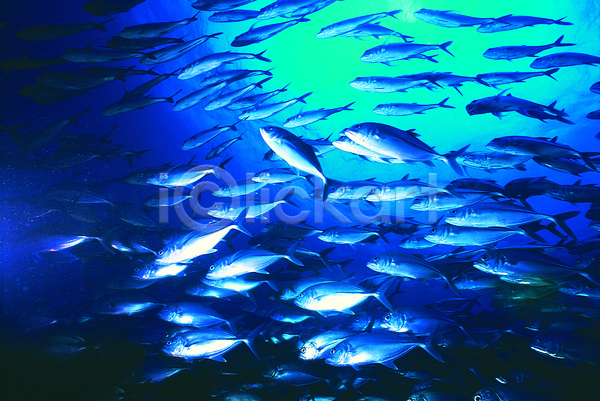 사람없음 JPG 포토 다수 동물 바다 바다동물 바닷속 생태계 수중 수중동물 수중사진 야외 어류 여러마리 자연 주간 컬러 파란색 풍경(경치) 해저