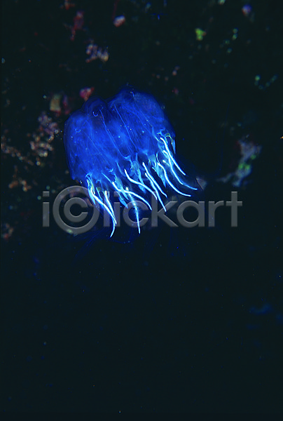 사람없음 JPG 포토 동물 바다 바다동물 바닷속 생태계 수중 수중동물 수중사진 야광 야외 어둠 자연 자포동물 주간 풍경(경치) 한마리 해저 해파리