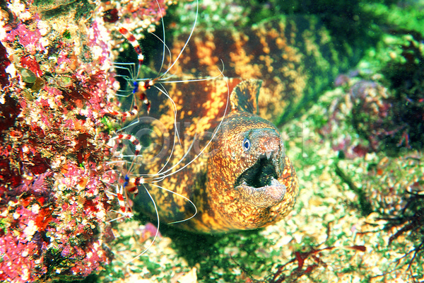 사람없음 JPG 근접촬영 포토 곰치 돌(바위) 동물 바다 바다동물 바닷속 바위(돌) 생태계 수중 수중동물 수중사진 야외 어류 자연 주간 한마리 해저