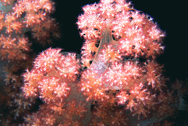 사람없음 JPG 근접촬영 포토 동물 바다 바다동물 바닷속 백그라운드 산호 산호초 생태계 수중 수중동물 수중사진 야외 연산호 자연 자포동물 주간 촉수 풍경(경치) 해저