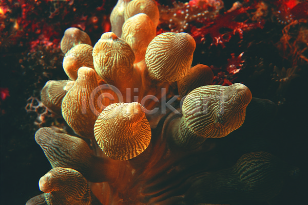 사람없음 JPG 근접촬영 포토 동물 말미잘 바다 바다동물 바닷속 백그라운드 생태계 수중 수중동물 수중사진 자연 자포동물 촉수 해저