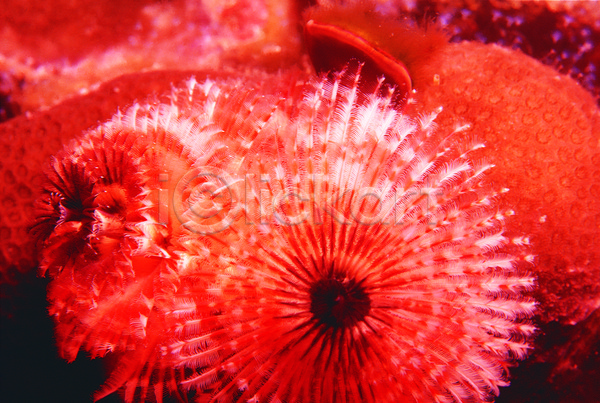 사람없음 JPG 근접촬영 포토 동물 바다 바다동물 바닷속 백그라운드 빨간색 산호 산호초 생태계 수중 수중동물 수중사진 야외 자연 자포동물 주간 촉수 컬러 해저