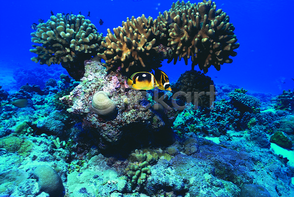 사람없음 JPG 포토 나비고기 돌(바위) 동물 바다 바다동물 바닷속 바위(돌) 산호 산호초 생태계 수중 수중동물 수중사진 야외 어류 열대어 자연 자포동물 주간 컬러 파란색 풍경(경치) 해저
