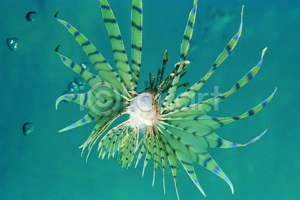 사람없음 JPG 근접촬영 포토 동물 바다 바다동물 바닷속 생태계 수중 수중동물 수중사진 야외 어류 자연 주간 지느러미 청록색 컬러 한마리 해저