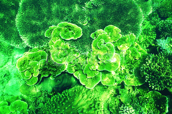 사람없음 JPG 포토 동물 바다 바다동물 바닷속 백그라운드 산호 산호초 생태계 수중 수중동물 수중사진 야외 자연 자포동물 주간 초록색 컬러 테이블산호 풍경(경치) 해저