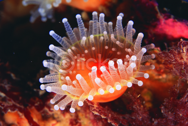 사람없음 JPG 근접촬영 포토 동물 바다 바다동물 바닷속 생물 생태계 수중 수중동물 수중사진 자연 촉수 해면류 해저