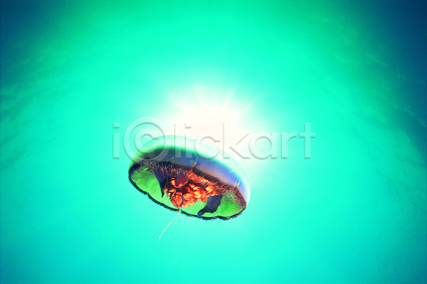 사람없음 JPG 로우앵글 포토 동물 바다 바다동물 바닷속 빛 생물 생태계 수중 수중동물 수중사진 야외 자연 자포동물 주간 청록색 컬러 파란색 풍경(경치) 한마리 해저 해파리 햇빛