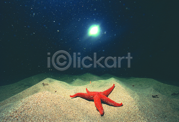 사람없음 JPG 포토 극피동물 동물 모래 바다 바다동물 바닥 바닷속 불가사리 빛 생태계 수중 수중동물 수중사진 야외 어둠 자연 주간 풍경(경치) 한마리 해저