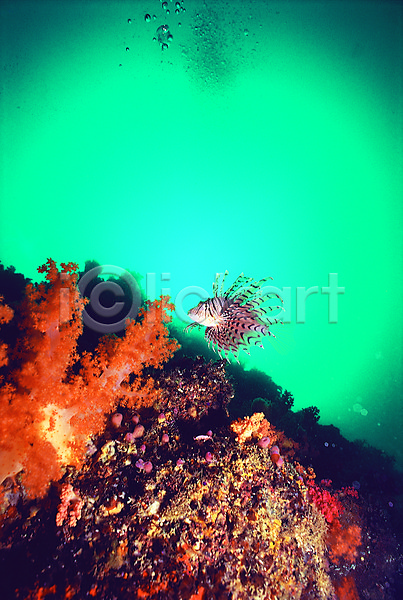 사람없음 JPG 포토 동물 바다 바다동물 바닷속 산호 산호초 생태계 수중 수중동물 수중사진 야외 어류 연산호 자연 주간 풍경(경치) 한마리 해저