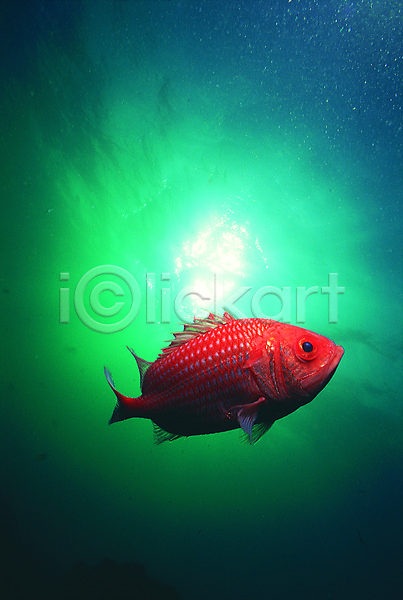 사람없음 JPG 포토 동물 바다 바다동물 바닷속 빛 빨간색 생태계 수중 수중동물 수중사진 야외 어류 자연 주간 컬러 한마리 해저