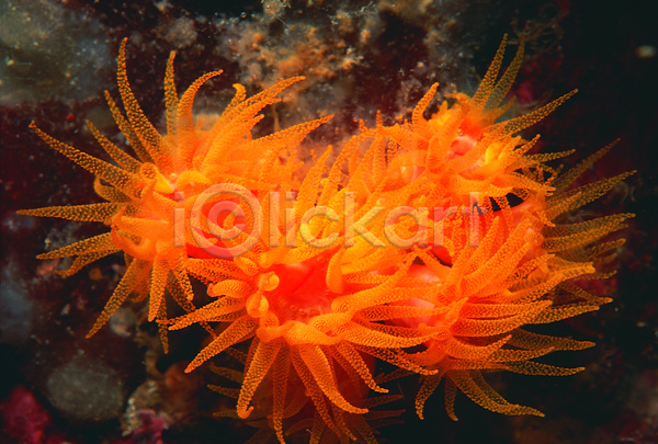 사람없음 JPG 근접촬영 포토 동물 바다 바다동물 바닷속 백그라운드 빨판 산호 산호초 생태계 수중 수중동물 수중사진 자연 자포동물 주황색 촉수 컬러 해저