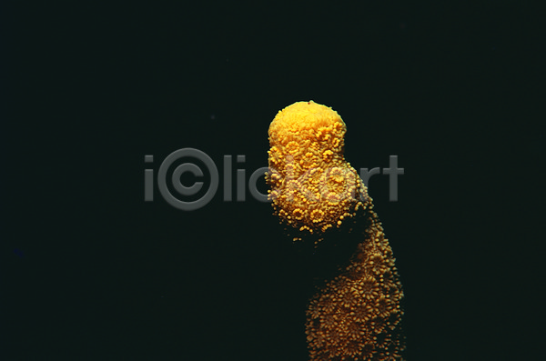 사람없음 JPG 근접촬영 포토 동물 바다 바다동물 바닷속 백그라운드 산호 산호초 생태계 석산호 수중 수중동물 수중사진 어둠 자연 자포동물 해저
