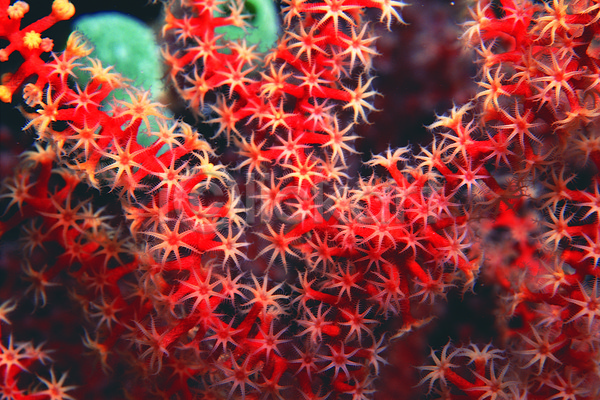 사람없음 JPG 근접촬영 포토 동물 바다 바다동물 바닷속 백그라운드 빨간색 빨판 산호 산호초 생태계 수중 수중동물 수중사진 자연 자포동물 촉수 컬러 해저