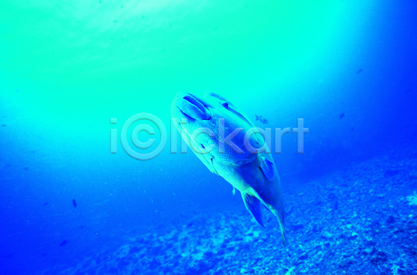 사람없음 JPG 포토 나폴레옹피쉬 동물 바다 바다동물 바닷속 생태계 수중 수중동물 수중사진 야외 어류 자연 주간 컬러 파란색 풍경(경치) 한마리 해저