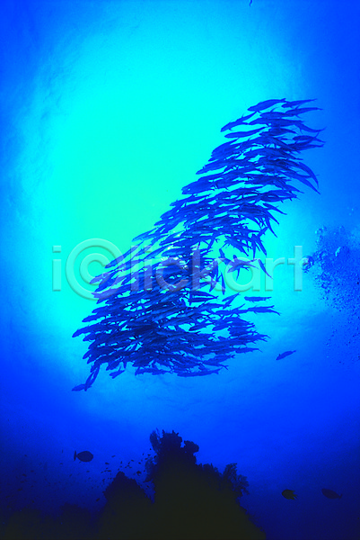 사람없음 JPG 포토 다수 동물 바다 바다동물 바닷속 생태계 수중 수중동물 수중사진 야외 어류 여러마리 자연 주간 클래식블루 트렌드컬러 파란색 풍경(경치) 해저