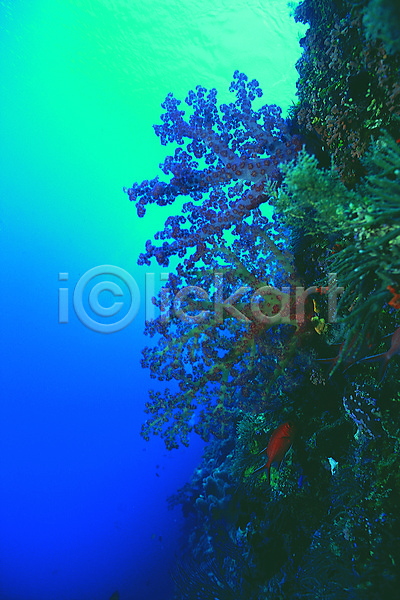 사람없음 JPG 포토 동물 바다 바다동물 바닷속 산호 산호초 생태계 수중 수중동물 수중사진 야외 어류 연산호 자연 주간 컬러 파란색 풍경(경치) 해저