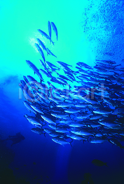 사람없음 JPG 포토 거품 다수 동물 물기포 물방울 바다 바다동물 바닷속 생태계 수중 수중동물 수중사진 야외 어류 여러마리 자연 주간 컬러 파란색 풍경(경치) 해저