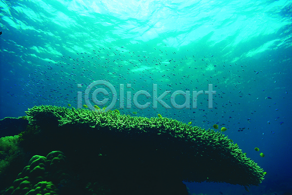 사람없음 JPG 포토 다수 바다 바다동물 바닷속 산호 산호초 생태계 수중 수중동물 수중사진 야외 어류 여러마리 자연 자포동물 주간 청록색 컬러 테이블산호 파란색 풍경(경치) 해저