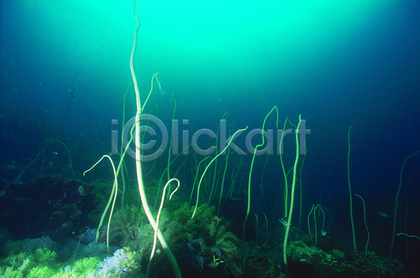 사람없음 JPG 포토 동물 바다 바다동물 바닷속 산호 산호초 생태계 수중 수중동물 수중사진 야외 자연 주간 청록색 컬러 파란색 풍경(경치) 해저 회초리산호