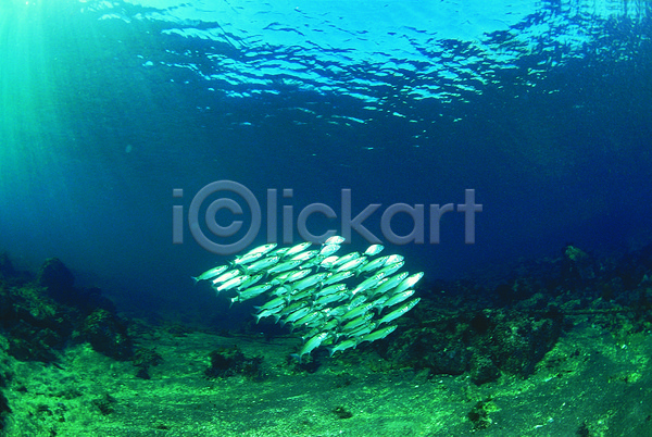 사람없음 JPG 포토 다수 동물 바다 바다동물 바닷속 생태계 수중 수중동물 수중사진 아지 야외 어류 여러마리 자연 주간 풍경(경치) 해저