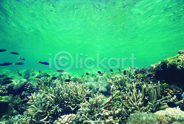 사람없음 JPG 포토 동물 바다 바다동물 바닷속 사슴뿔산호 산호 산호초 생태계 수중 수중동물 수중사진 야외 어류 여러마리 자연 주간 청록색 컬러 풍경(경치) 해저