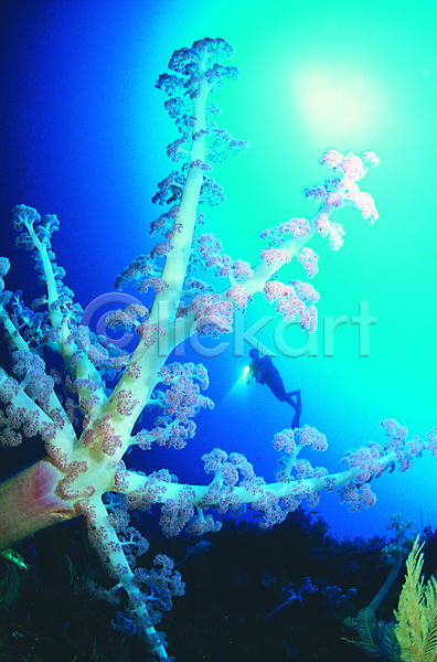 한명 JPG 포토 동물 바다 바다동물 바닷속 산호 산호초 생태계 수영 수중 수중동물 수중사진 스쿠버다이버 스쿠버다이빙 야외 연산호 자연 자포동물 잠수 잠수부 주간 풍경(경치) 해저