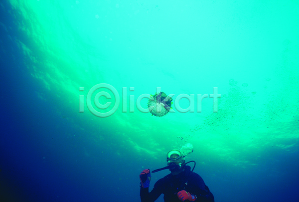 한명 JPG 로우앵글 포토 동물 바다 바다동물 바닷속 복어 생태계 수영 수중 수중동물 수중사진 스쿠버다이버 스쿠버다이빙 야외 어류 자연 잠수 잠수부 주간 청록색 컬러 파란색 풍경(경치) 한마리 해저