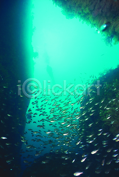사람없음 JPG 포토 다수 돌(바위) 동물 바다 바다동물 바닷속 바위(돌) 생태계 수중 수중동물 수중사진 수중절벽 야외 어류 여러마리 자연 절벽 주간 풍경(경치) 해저