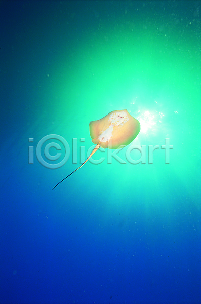 사람없음 JPG 로우앵글 포토 가오리 동물 바다 바다동물 바닷속 빛 생태계 수중 수중동물 수중사진 야외 어류 자연 주간 청록색 컬러 파란색 풍경(경치) 한마리 해저 햇빛
