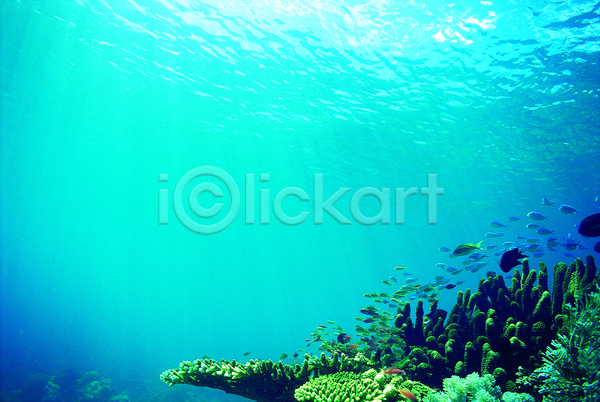 사람없음 JPG 포토 다수 동물 바다 바다동물 바닷속 산호 산호초 생태계 수중 수중동물 수중사진 야외 어류 여러마리 자연 주간 컬러 파란색 풍경(경치) 해저