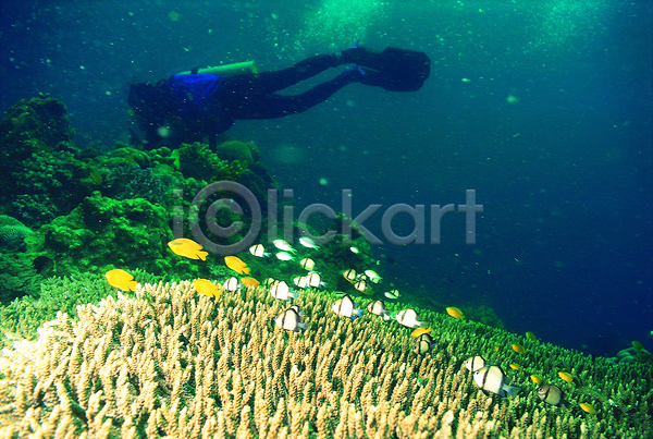 한명 JPG 포토 다수 동물 바다 바다동물 바닷속 산호 산호초 생태계 수영 수중 수중동물 수중사진 스쿠버다이버 스쿠버다이빙 야외 어류 여러마리 열대어 요정물고기 자연 잠수 잠수부 주간 풍경(경치) 해저