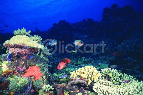 사람없음 JPG 포토 동물 바다 바다동물 바닷속 산호 산호초 생태계 수중 수중동물 수중사진 야외 어류 여러마리 열대어 자연 주간 풍경(경치) 해저