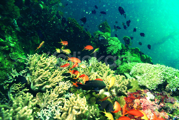 사람없음 JPG 포토 다수 동물 바다 바다동물 바닷속 산호 산호초 생태계 수중 수중동물 수중사진 야외 어류 여러마리 요정물고기 자연 주간 풍경(경치) 해저