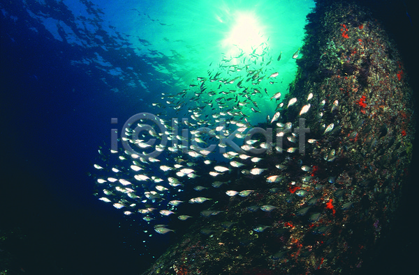 사람없음 JPG 로우앵글 포토 다수 동물 바다 바다동물 바닷속 생태계 수중 수중동물 수중사진 야외 어류 여러마리 자연 주간 주걱턱고기 풍경(경치) 해저